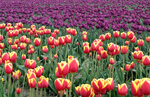 Tulip Festival says please stay home. Here’s how you can still see the tulips
