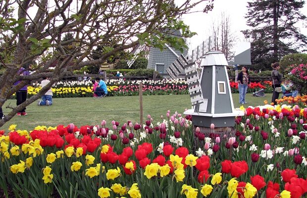 Wanna see the tulips? Here’s what you need to know!