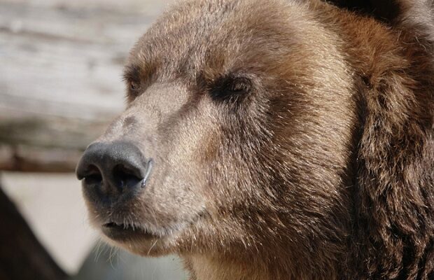 VIDEO: Teen shoves a huge bear off a wall to protect her dogs!