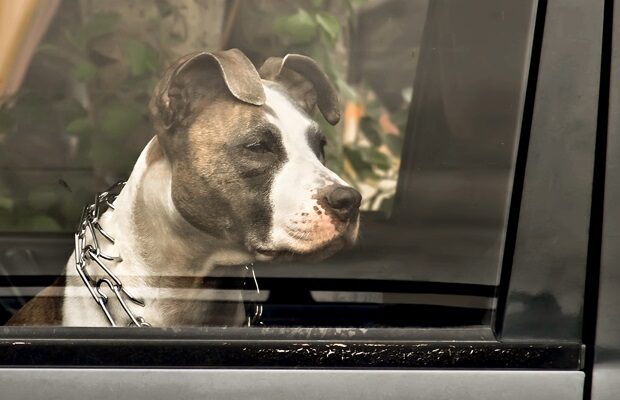 Annual reminder: It’s too hot to leave kids and pets in cars