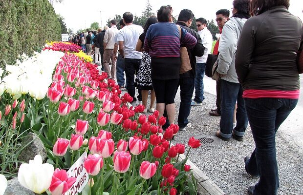 Join Dave & Mandy at the Tulip Festival Street Fair Join Dave & Mandy at the Tulip Festival Street Fair