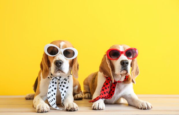 Pet Parade at Tulip Valley Farms