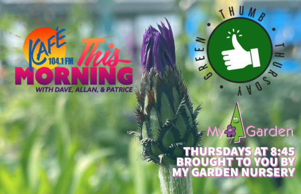 GREEN THUMB THURSDAY: Bringing the Outdoors…INDOORS!