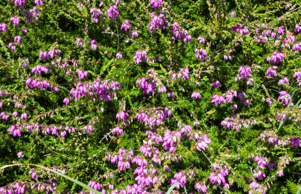 Plant Cover Crop Seed Now!