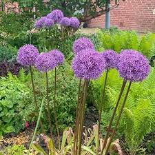 It’s Time to Shop for Bulbs!