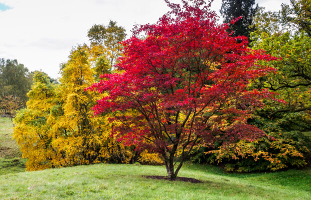 Beautiful Japanese Maples in Your Yard