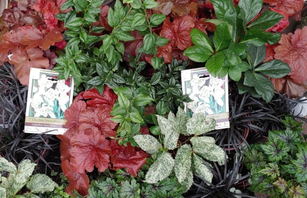 What Should You Be Planting NOW?