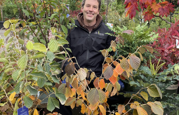 Three Plants For Every Garden!
