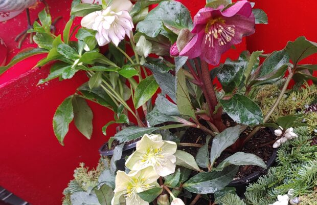 All About Hellebores…the Christmas Rose!