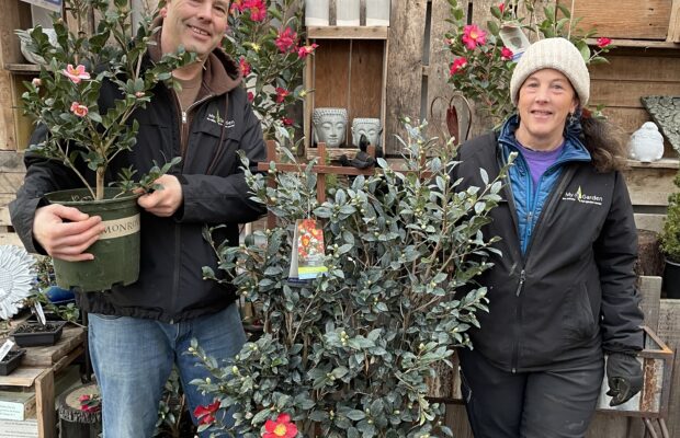 Camellias…and the Beautiful Colors in Your Garden!