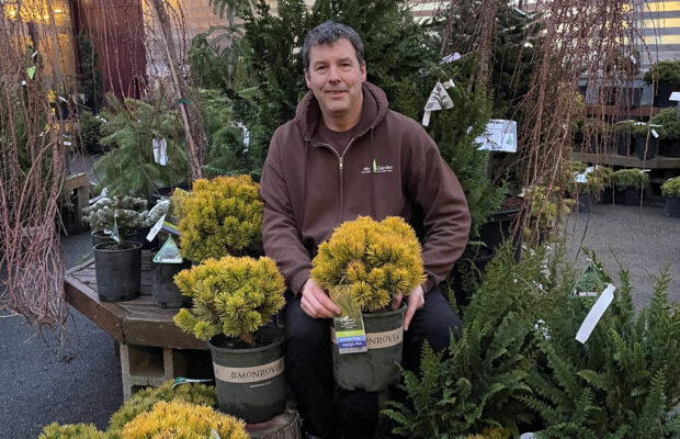 GREEN THUMB THURSDAY: Conifers