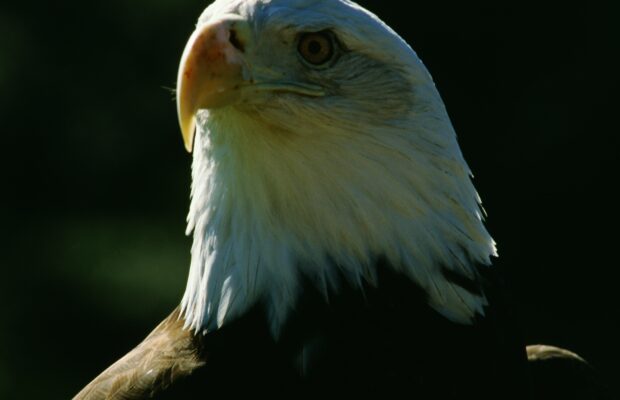 Skagit River Bald Eagle Interpretive Center