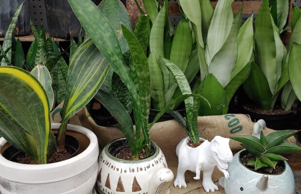 GREEN THUMB THURSDAY: An Easy Plant for Everyone!