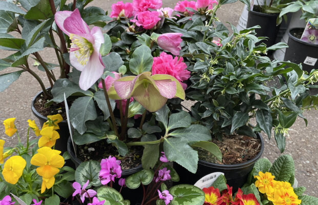 GREEN THUMB THURSDAY: A Little Color for Spring