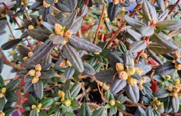 GREEN THUMB THURSDAY: Three New Plants to Try