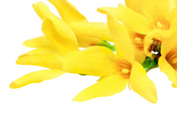 GREEN THUMB THURSDAY: A Shock of Color for Spring