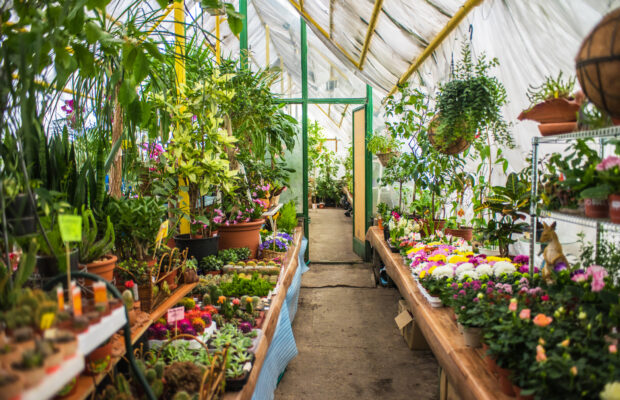 St. Catherine’s Annual Plant Sale