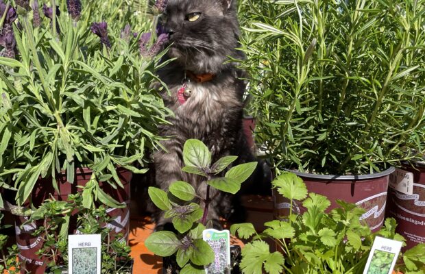 GREEN THUMB THURSDAY: Grow Your Own Fresh Herbs