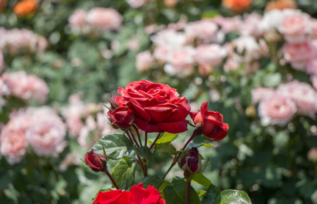 GREEN THUMB THURSDAY: Roses are Red…