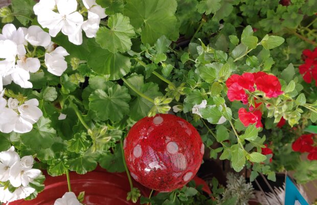 GREEN THUMB THURSDAY – Want More Hummingbirds? Try Hot Lips!