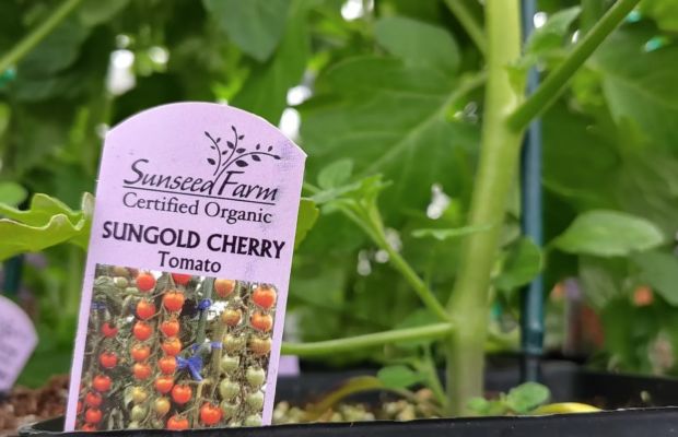 GREEN THUMB THURSDAY – It’s Tomato Time!!!