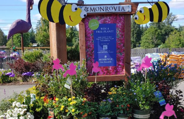 GREEN THUMB THURSDAY: Dealing with Summer Weather