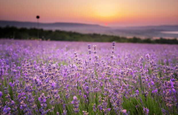 Sequim Lavender Festival