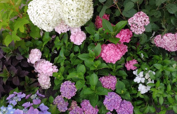 GREEN THUMB THURSDAY: Everything Hydrangeas!