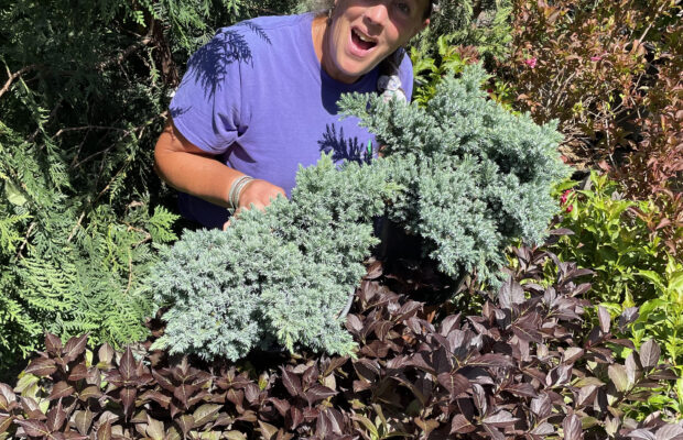 GREEN THUMB THURSDAY: Junipers Get Their Due