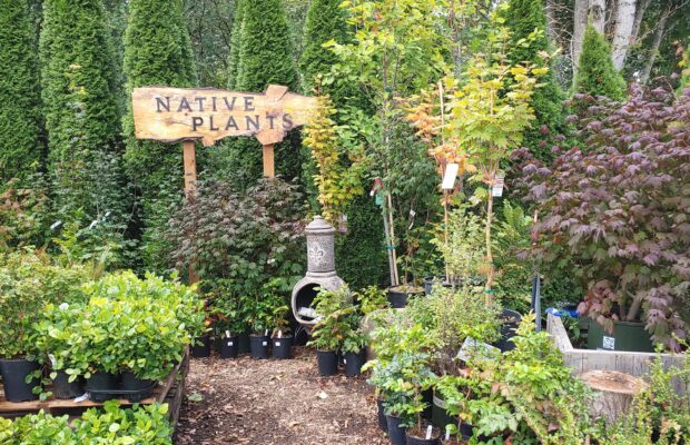 GREEN THUMB THURSDAY: Easy Green in Your Garden!