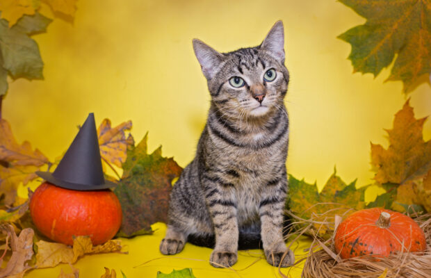 Evergreen Cat Fanciers Cat Show