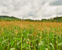 Lynden FFA Corn Maze