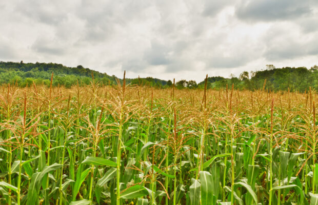 Lynden FFA Corn Maze
