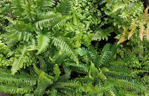 GREEN THUMB THURSDAY: All About FERNS!