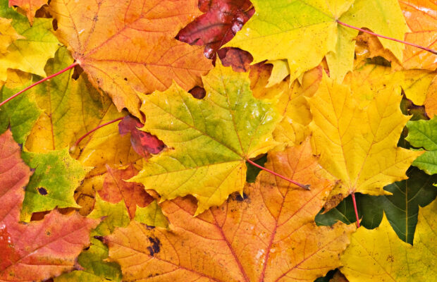 WWU Fall Family Weekend