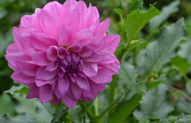 GREEN THUMB THURSDAY: Dahlias! What Now?