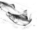 NSEA Pink Salmon Sightings