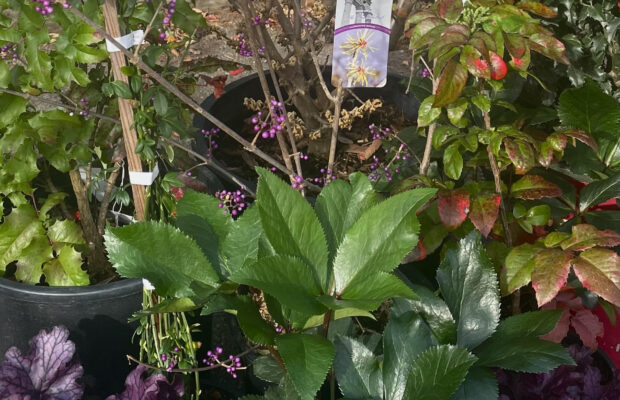 GREEN THUMB THURSDAY: Winter Flowers