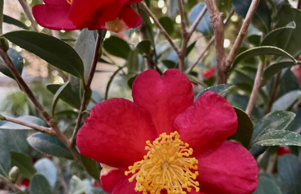 GREEN THUMB THURSDAY: A Pop of Winter Color