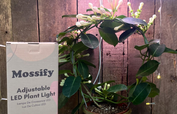 GREEN THUMB THURSDAY: Tropical Plants in the PNW