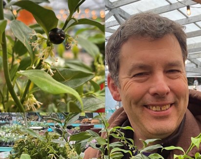 GREEN THUMB THURSDAY: Sweet Smells & Sarcococca!