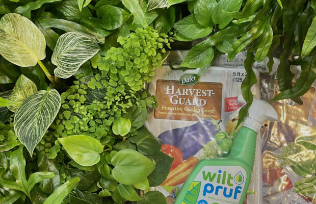 GREEN THUMB THURSDAY: Cold Weather Care