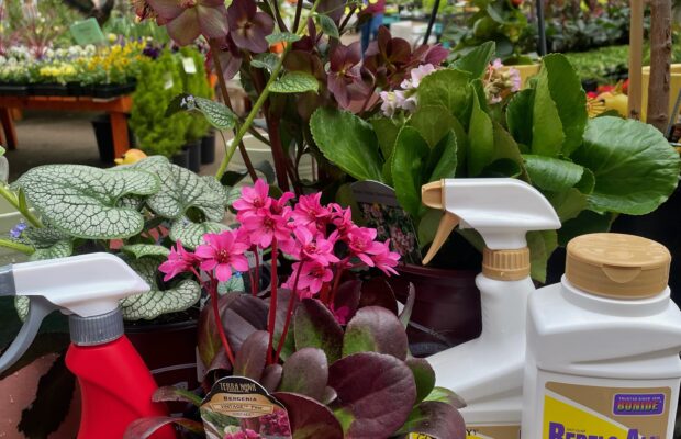 GREEN THUMB THURSDAY: Keep the Deer Away