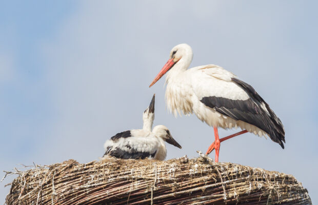 Wings Over Water Birding Festival