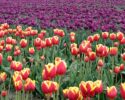 Night Bloom at the Skagit Tulip Festival
