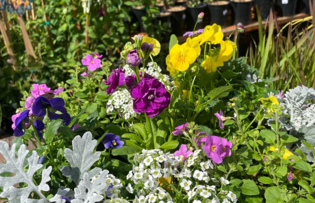 GREEN THUMB THURSDAY: Your Patience Will Be Rewarded