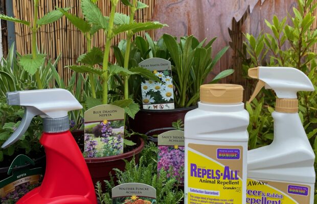 GREEN THUMB THURSDAY: Keeping the Deer Away Part 2!