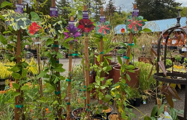 GREEN THUMB THURSDAY: Vines