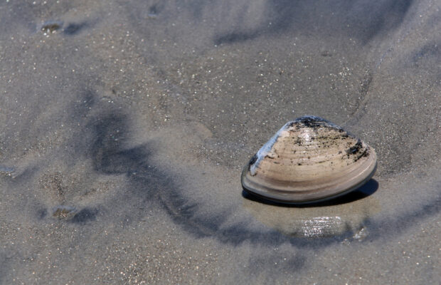 Clam Harvesting 101
