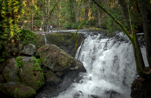 Wild Whatcom: Wild Things